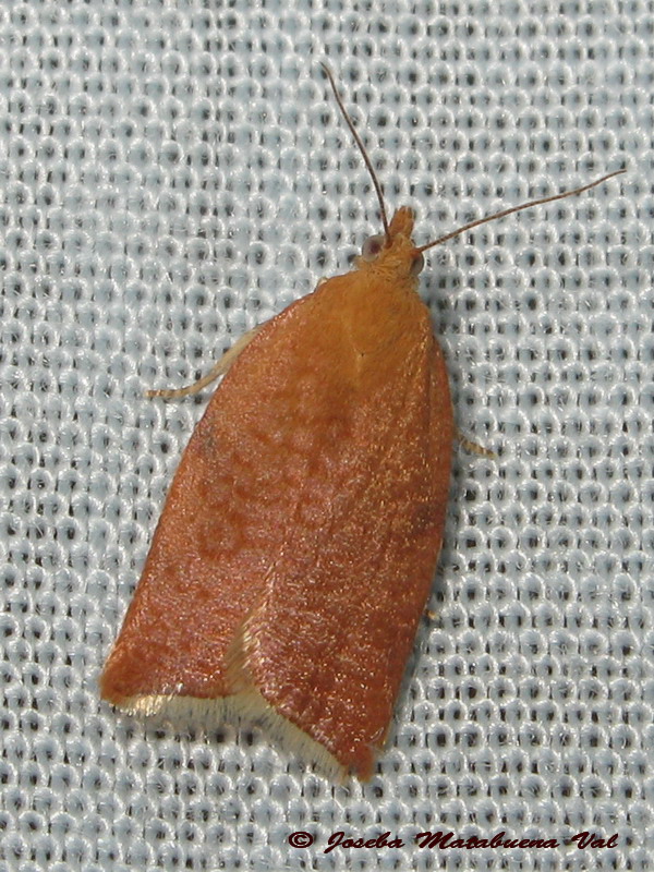 Clepsis consimilana - Tortricidae ? S